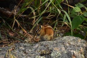 Streifenhörnchen mit einer Eichel in den Pfoten foto