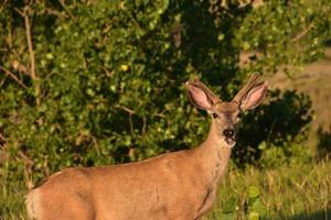 entzückender junger Hirsch mit offenem Mund foto