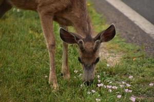 süße Rehe mit kleinen Geweihen grasen am Straßenrand foto