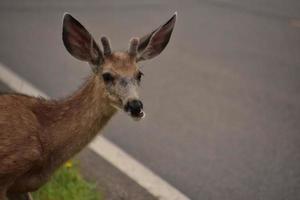 entzückende Rehe, die am Straßenrand auf Gras kauen foto