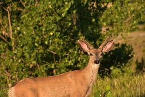 Entzückender junger Bock während der goldenen Stunde foto