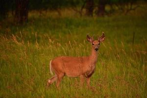 junge Weißwedelhirsche auf einer großen Wiese foto