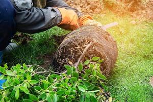 Gärtner, der sich darauf vorbereitet, Bäume zu pflanzen - das Baum- und Gartendekorationsdienstleistungsgeschäft foto