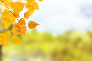 Herbstlandschaft mit leuchtend buntem Laub. Indischer Sommer. foto