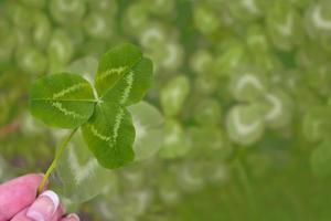 Frauenhand mit einer grünen Blume als Glücksbringer. foto