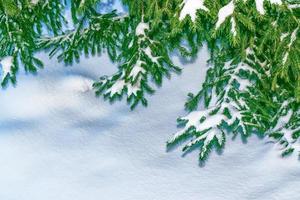 gefrorener Winterwald mit schneebedeckten Bäumen. foto