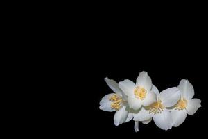 Zweig der Jasminblüten auf schwarzem Hintergrund isoliert. foto