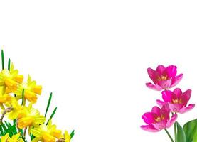 Frühlingsblumen Narzissen und Tulpen foto