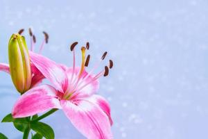 leuchtend bunte Lilienblumen. Blumenhintergrund. foto