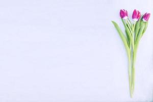 helle und bunte blumen tulpen foto