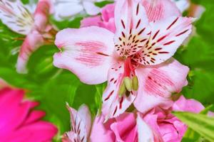 bunte schöne blumen alstroemeria foto