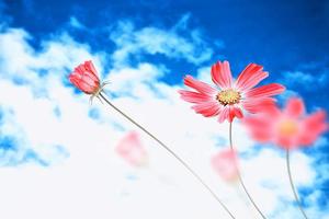 bunte Kosmosblumen auf einem Hintergrund der Sommerlandschaft. foto