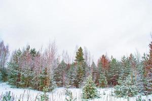 gefrorener Winterwald mit schneebedeckten Bäumen. foto