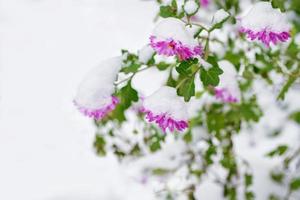 schöne rosa chrysanthemen im schnee und frost im wintergarten. foto