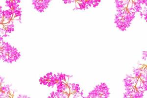 frühlingsblumen lila foto