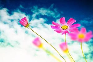 bunte Kosmosblumen auf einem Hintergrund der Sommerlandschaft. foto