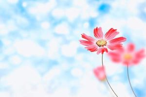 bunte Kosmosblumen auf einem Hintergrund der Sommerlandschaft. foto