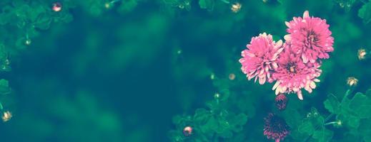 bunte Chrysanthemenblumen auf einem Hintergrund der Herbstlandschaft foto