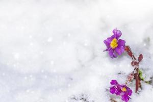 leuchtend bunte Blumen im Schnee. foto