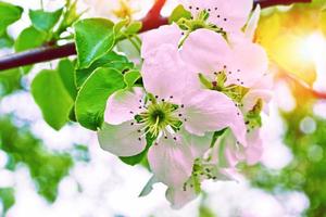 blühender Zweigapfel. leuchtend bunte Frühlingsblumen foto