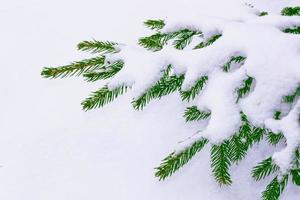 gefrorener Winterwald mit schneebedeckten Bäumen. foto