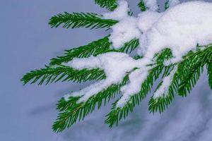 gefrorener Winterwald mit schneebedeckten Bäumen. foto