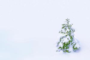 gefrorener Winterwald mit schneebedeckten Bäumen. foto