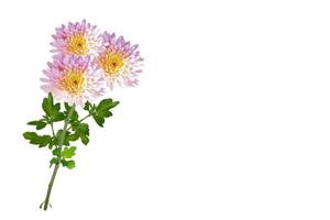 bunte Herbstblumen von Chrysanthemen foto