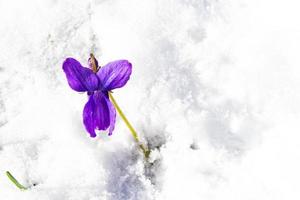 Schneeglöckchen-Blume wächst im Schnee im Vorfrühlingswald foto