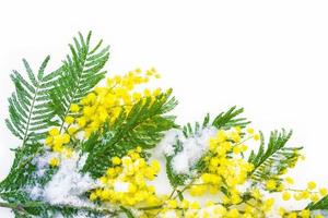 Strauch mit gelben Frühlingsblumen Mimosen isoliert auf weißem Hintergrund. foto