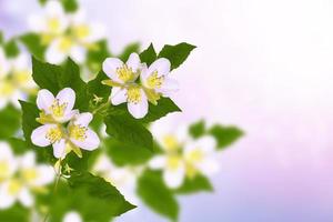 weißer jasmin der zweig zarte frühlingsblumen foto