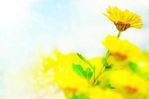 bunte Chrysanthemenblumen auf einem Hintergrund der Herbstlandschaft foto