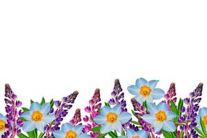 Frühlingsblumen Narzisse, Lupine isoliert auf weißem Hintergrund foto