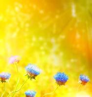 Gänseblümchenblumen auf einem Hintergrund der Sommerlandschaft. foto