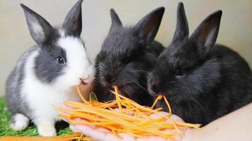 schöne junge 1 Monat Kaninchen, die Karotte von der Hand der Dame essen