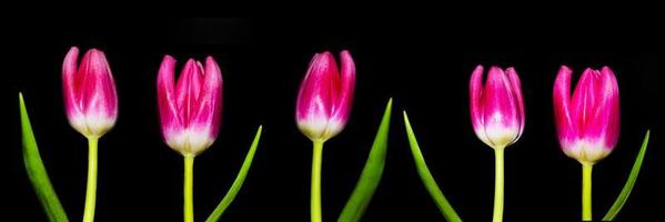 frühling bunte blumen tulpen foto