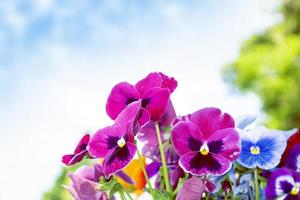 Nahaufnahme der bunten Stiefmütterchenblume foto