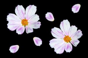 leuchtend bunte kosmosblumen foto