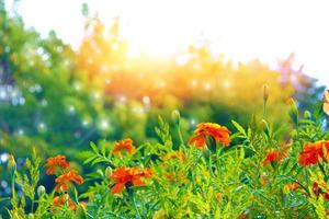 bunte Chrysanthemenblumen auf einem Hintergrund der Herbstlandschaft foto