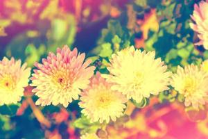 bunte Chrysanthemenblumen auf einem Hintergrund der Herbstlandschaft foto