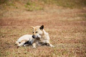 Lokaler thailändischer Hund sitzt schläfrig auf der Wiese foto