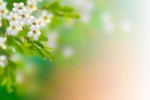 leuchtend bunte Frühlingsblumen foto