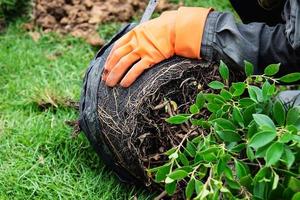 Gärtner, der sich darauf vorbereitet, Bäume zu pflanzen - das Baum- und Gartendekorationsdienstleistungsgeschäft foto