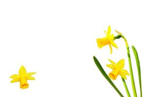 Frühlingsblumen Narzissen isoliert auf weißem Hintergrund foto