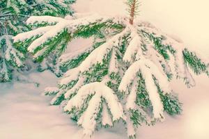 gefrorener Winterwald mit schneebedeckten Bäumen. foto