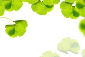 grüne Kleeblätter isoliert auf weißem Hintergrund. St.Patrick's Day foto