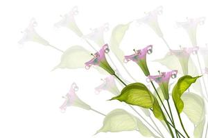 Spathiphyllum-Blume isoliert auf weißem Hintergrund. foto