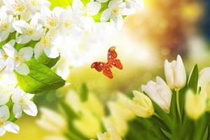 Tulpen und Schmetterling. weißer Jasmin. der Zweig zarte Frühlingsblumen foto