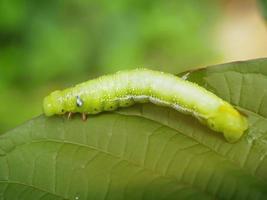 große grüne Raupen. an den Blättern fressen und schädigen die Schädlinge. foto