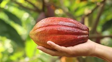 Reife rot-orange-gelbe Kakaofrucht, die von einer jungen asiatischen Hand auf dem Bauernhof gehalten wird. Kakaoschote oder Theobroma cacao l. ist ein kultivierter Baum in Plantagen und die Grundzutat für die Herstellung von Schokolade. frischer Kakao. foto